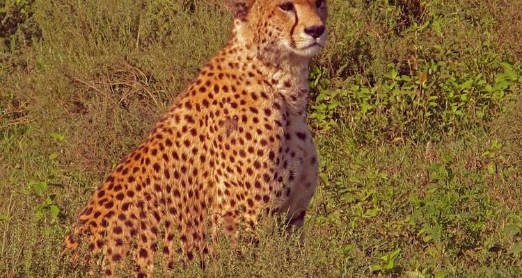 Les Plaines d'Afrique - Safari au Kenya (de Nairobi à Amboseli) - Collette 3