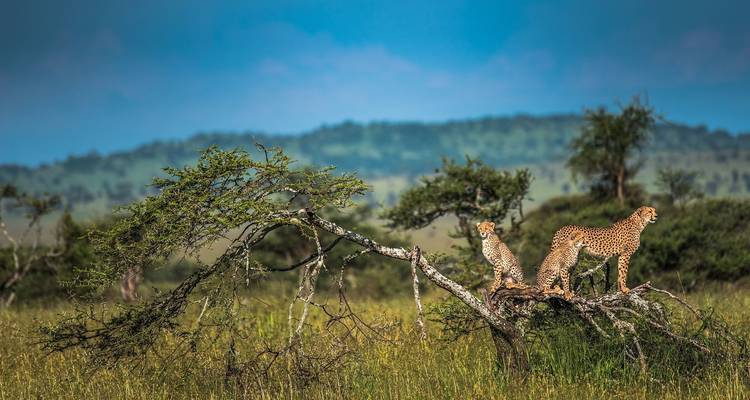 Safari de lujo de 5 días por el norte de Tanzania - Lights on Africa Destinations & Safaris 1