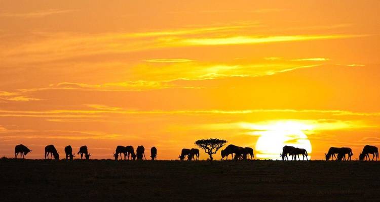 Safari de lujo de 5 días por el norte de Tanzania - Lights on Africa Destinations & Safaris 3
