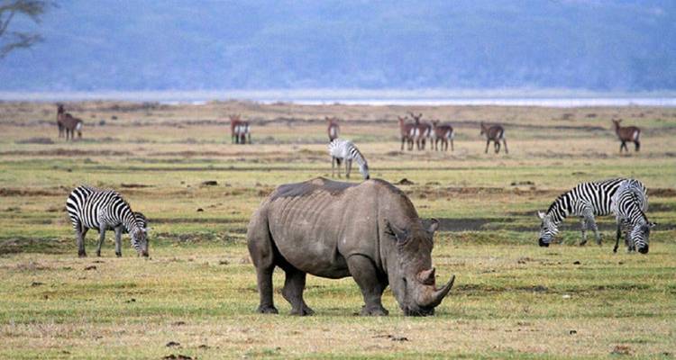 Nashorn in einer Savannenlandschaft mit Zebras und anderen Wildtieren.