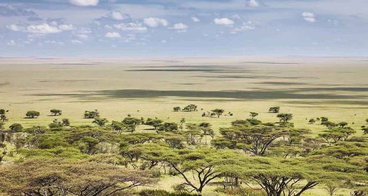 Savannenlandschaft mit weitläufigem Grün.