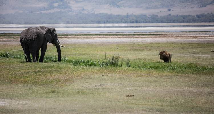 Elefant und Löwe stehen sich in der Savanne gegenüber.
