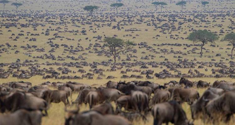Eine weite Landschaft voller einer großen Herde von Gnus.