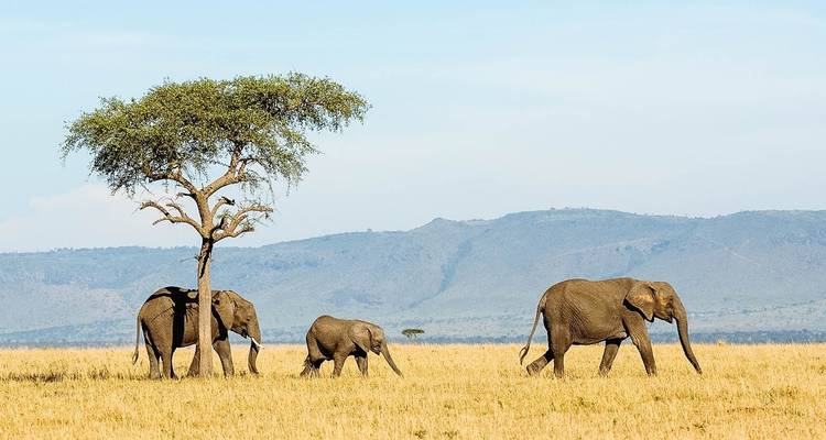 Eine kleine Gruppe von Elefanten, die durch Grasland unter einem einzelnen Baum wandelt.