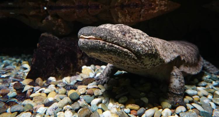 Viaje de observación de la naturaleza, la cultura y la fauna en 4 estaciones - DIAMIR Erlebnisreisen 10