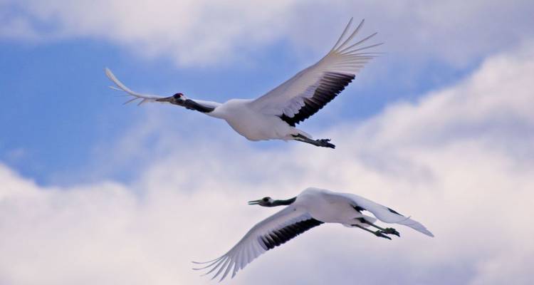 Viaje de observación de la naturaleza, la cultura y la fauna en 4 estaciones - DIAMIR Erlebnisreisen 3