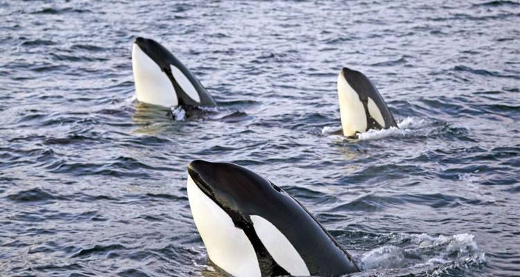 Voyage d'observation de la nature, de la culture et de la faune aux 4 saisons - DIAMIR Erlebnisreisen 1