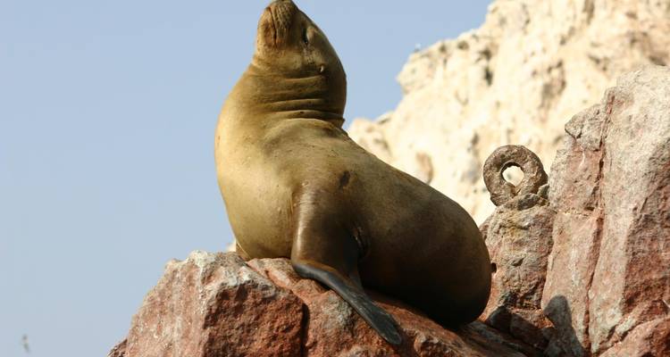 A sea lion lounging on rocky terrain under a blue sky.