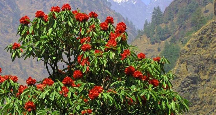 Trek avec vue sur l'Everest - Nepal Social Treks 7