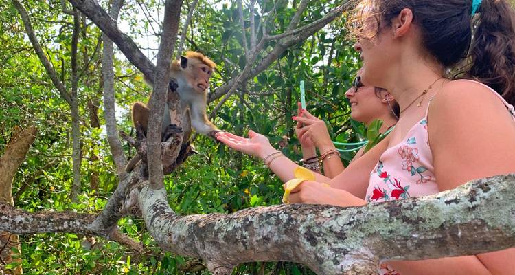 Les voyageurs nourrissent un singe curieux perché sur une branche d'arbre dans un feuillage de jungle dense.