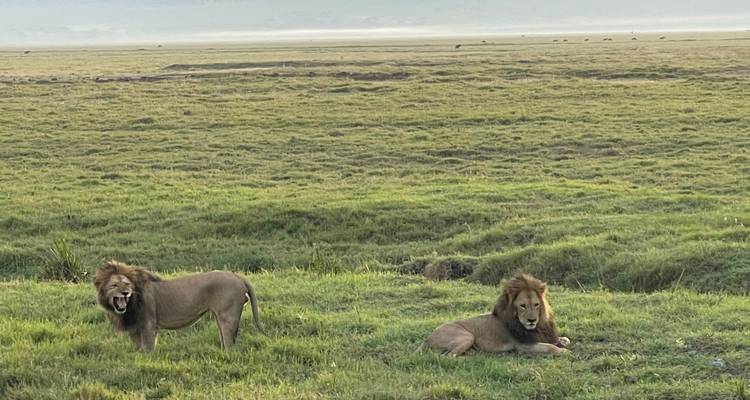 Zwei Löwen ruhen auf dem Gras in der Savanne.
