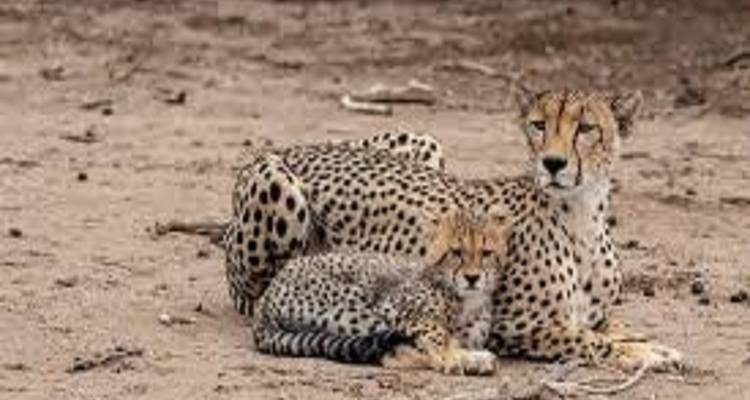 Mejor Safari de 7 Días en Tanzania por la Migración de los Ñus del Serengeti - Kilingeadventures 1
