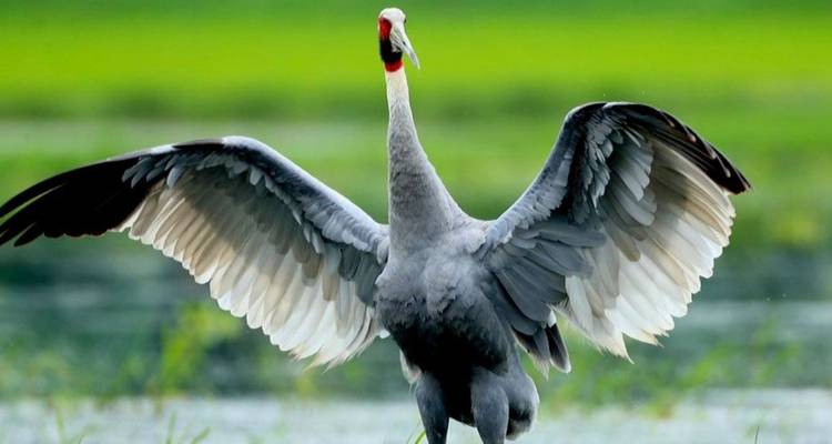 Une grue debout avec les ailes ouvertes près de l'eau.