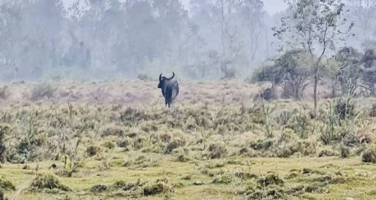 Un buffle solitaire dans un champ brumeux.