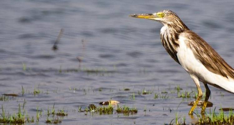Un oiseau qui se tient près de l'eau avec de l'herbe.
