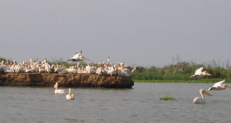 Sénégal et Gambie dévoilés : Une escapade culturelle et pittoresque de 10 jours - Landtours Ghana Ltd. 2