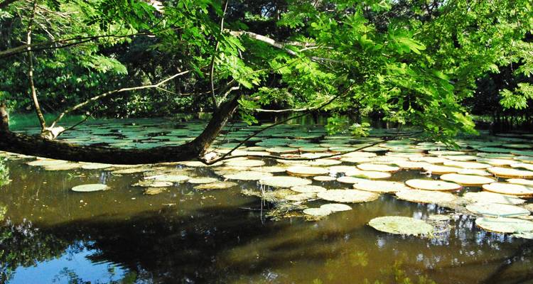 Amazonia Mística: Un Viaje de 7 Días por el Paraíso Verde - Responsible Travel South America 1