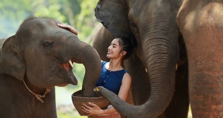 Woman enjoying time with elephants, showing affection.