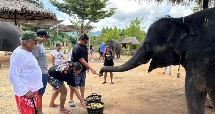 Group of people feeding an elephant outdoors.