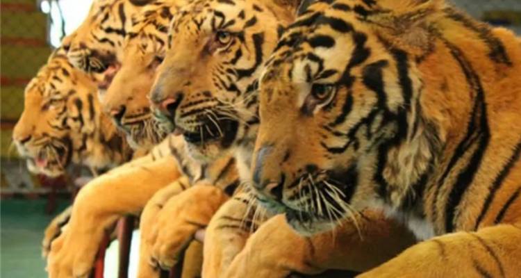 Close-up of resting tigers in a row.