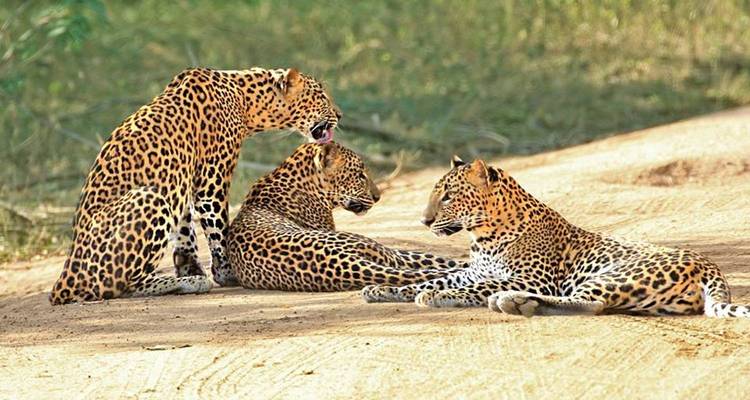 Sri Lanka Express : 15 sites touristiques en 6 jours et arrêt à South Beach - showlanka tours  7