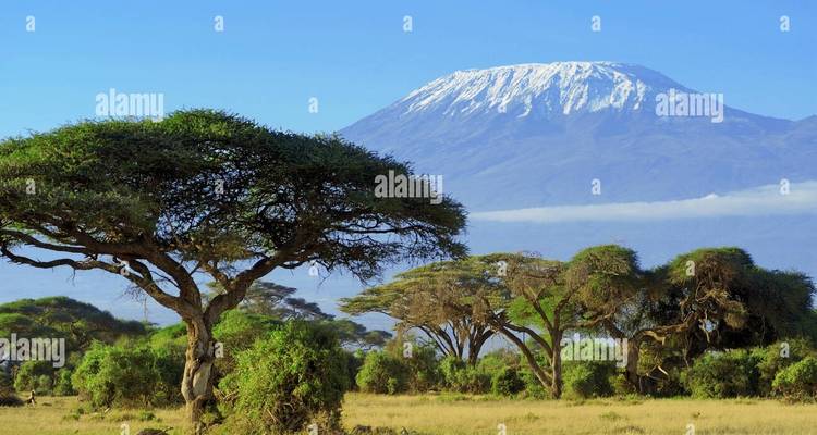 Blick auf den Kilimandscharo mit Akazienbäumen im Vordergrund.