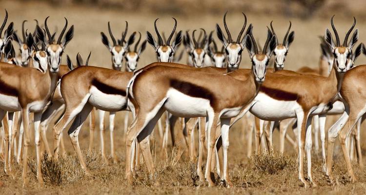 Herde von Gazellen, die aufmerksam auf einem offenen Feld stehen.