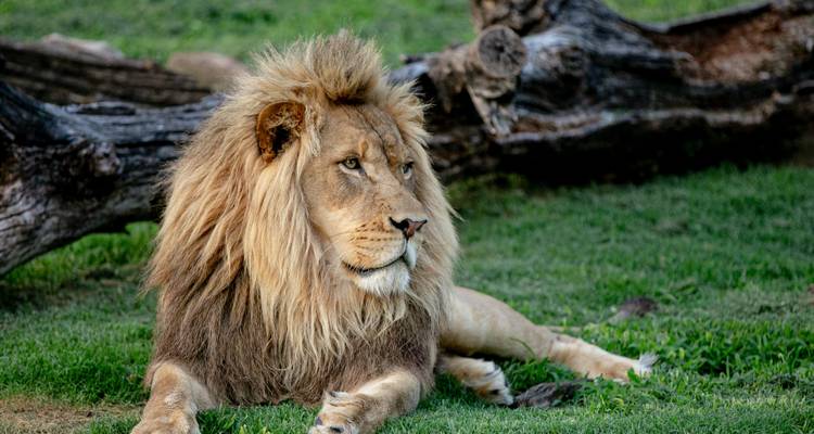 Ein Löwe, der auf dem Gras ruht, mit einem Holzstamm im Hintergrund.