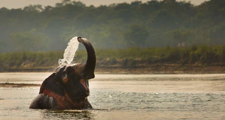 Safari por Chitwan - Nepal Social Treks 1