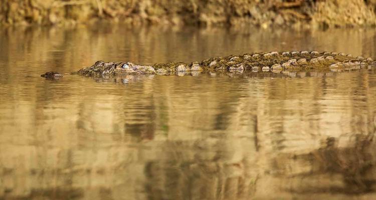 Safari por Chitwan - Nepal Social Treks 2