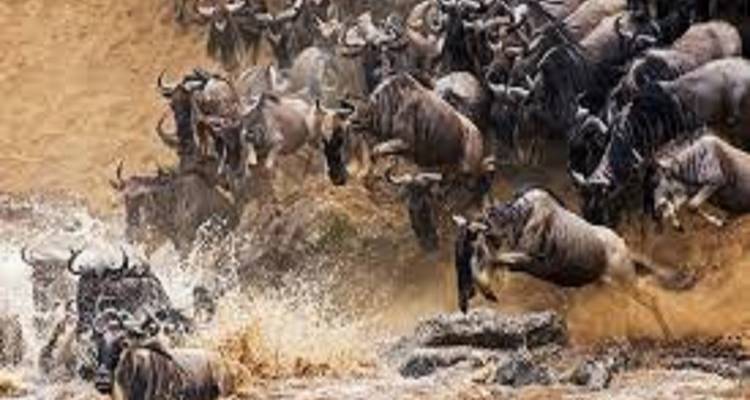 Las Aventuras Majestuosas de 3 Días en el Gran Safari de Tanzania - Kilingeadventures 4