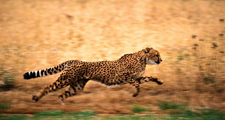 Ein Gepard, der mit hoher Geschwindigkeit über Grasland läuft.