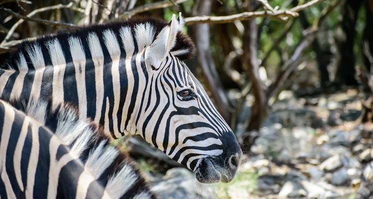 Nahaufnahme eines Zebras zwischen Bäumen und Felsen.