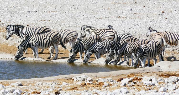 Zebraherde trinkt an einem Wasserloch.