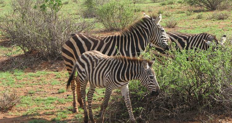 Zebras grasen in einer üppig grünen Landschaft.