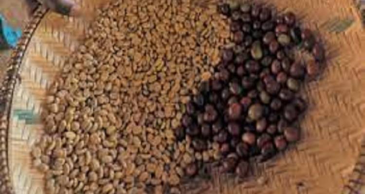 Mejor excursión de 1 día al Kilimanjaro Excursión al pueblo de Marangu y Café - Kilingeadventures 2