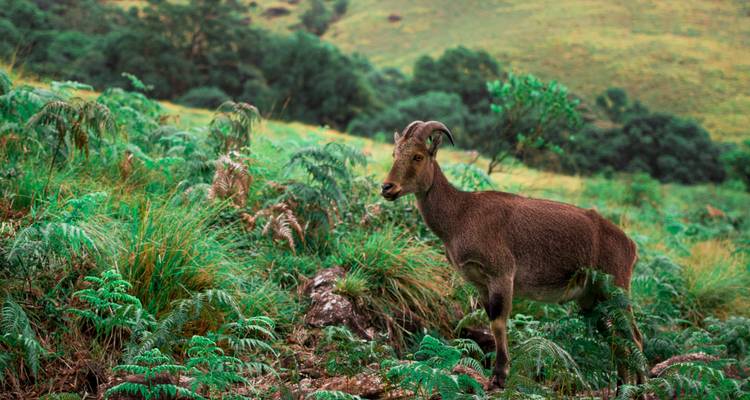 Explora las Encantadoras Colinas de Ooty y Munnar - MTA Destination Management Company 3