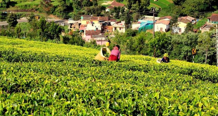 Explora las Encantadoras Colinas de Ooty y Munnar - MTA Destination Management Company 9
