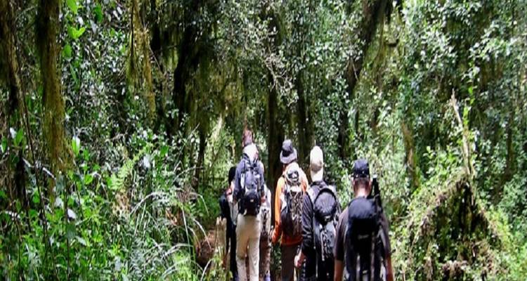 Des gens qui font de la randonnée à travers une forêt verdoyante et luxuriante.