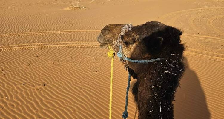 4-Day Sahara Adventure from Ouarzazate - Best Tours Morocco 10