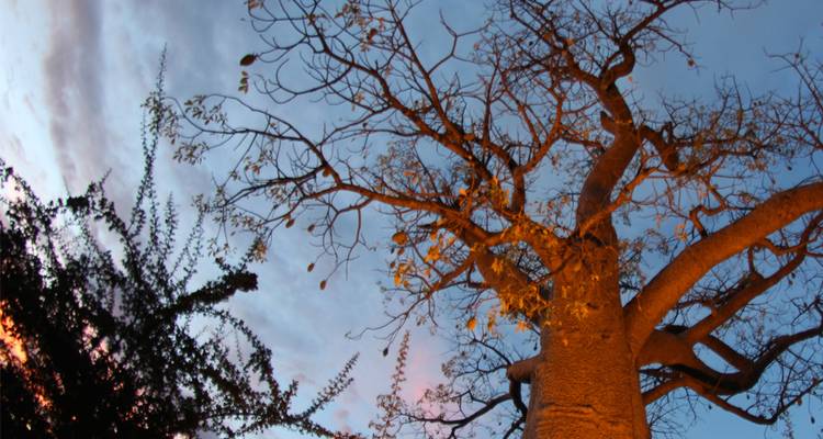 L'arbre baobab en silhouette brille dans la lueur chaude du crépuscule contre un ciel aux tons pastel.