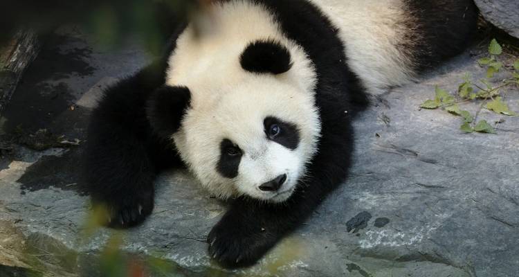 Un panda gigante descansa sobre una roca mirando hacia arriba con los ojos curiosos.