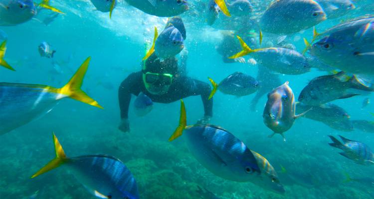 Un plongeur en apnée nageant parmi un banc de poissons de récif bleu et jaune vibrants dans une eau tropicale cristalline au-dessus d'une barrière de corail.