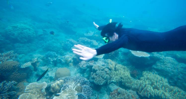 Un plongeur en apnée glissant au-dessus d'un magnifique jardin de corail coloré dans une eau bleue légèrement trouble.