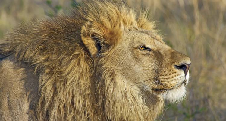 Safari terrestre depuis les chutes Victoria jusqu'à l'Afrique du Sud - G Adventures 1
