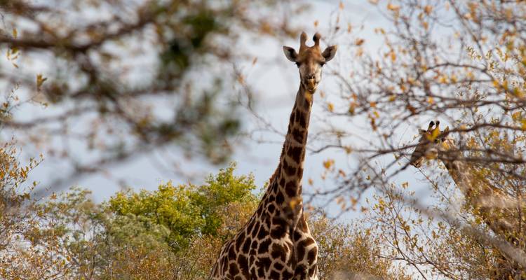 Een lange giraffe kijkt tussen bladrijke takken door terwijl een ander giraffe gedeeltelijk zichtbaar is achter de bladeren.