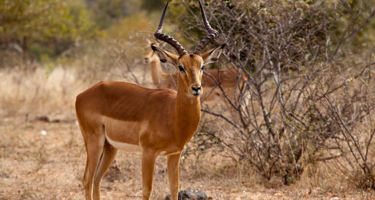 Close-up van een waakzame impala die midden tussen droog struikgewas staat met anderen vaag op de achtergrond in de Afrikaanse savanne.