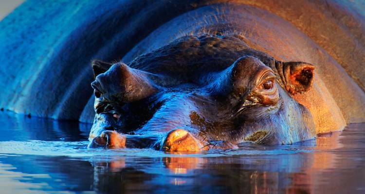 Close-up of a hippopotamus submerged in water with only its head visible.