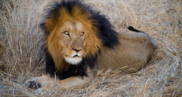 Safari terrestre en Afrique australe - G Adventures 8