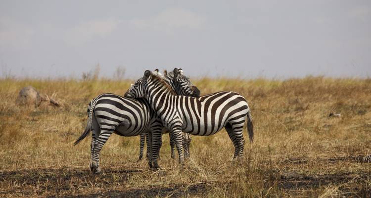 Safari por tierra de Kenia a Zimbabue - G Adventures 7